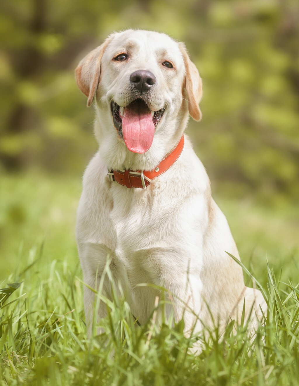 Labrador retriver