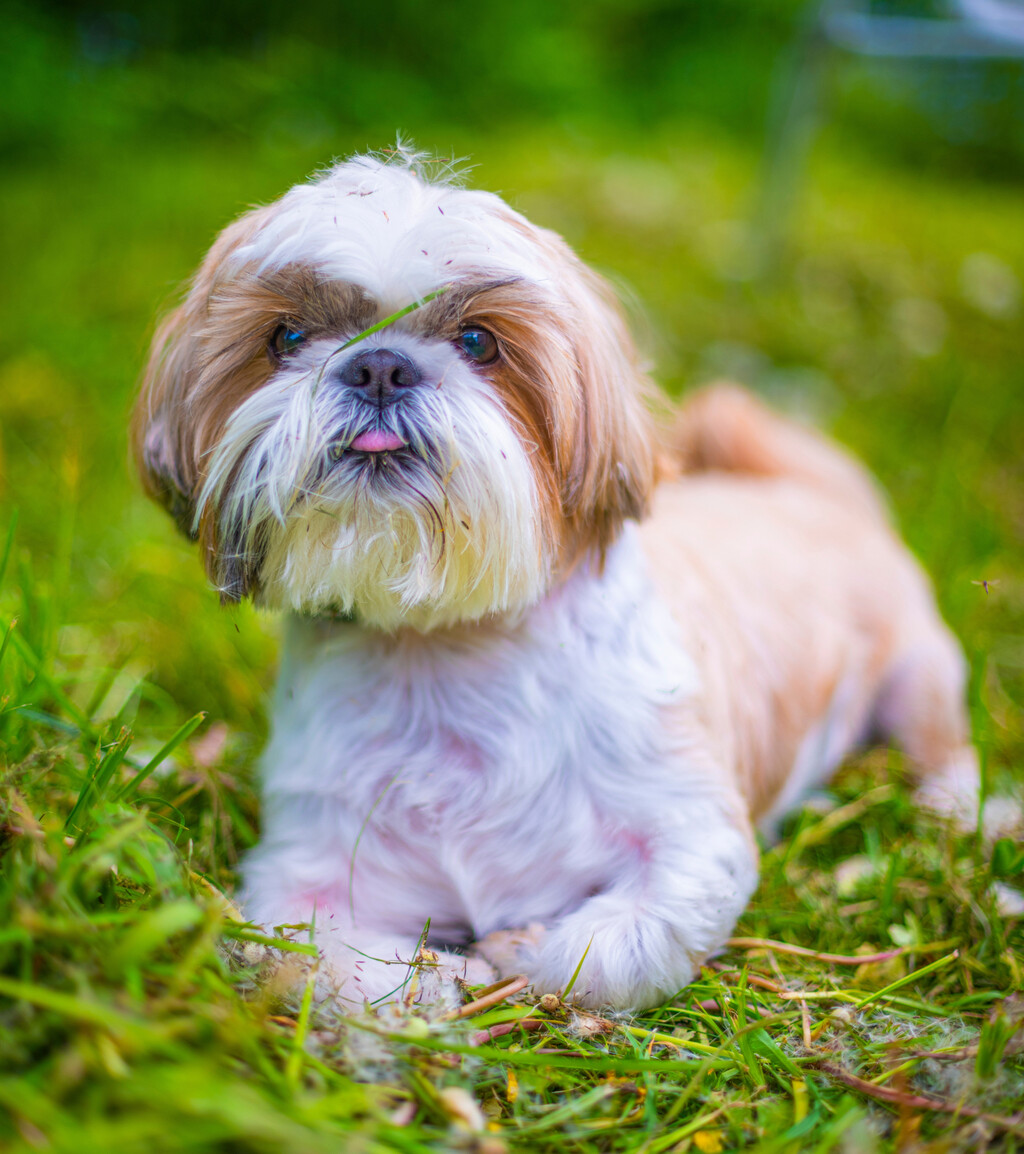 Shih tzu