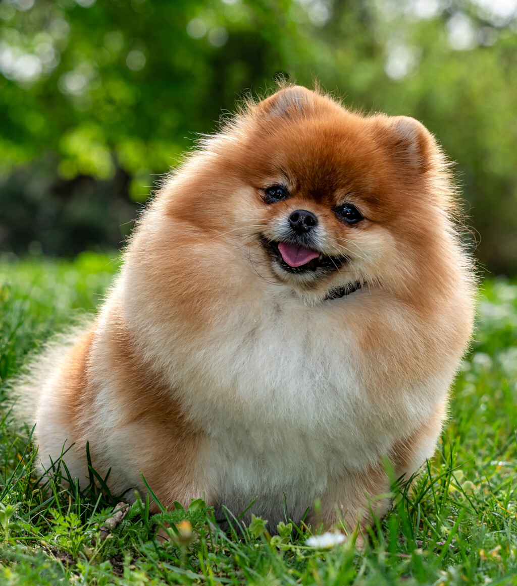 Pomeranac