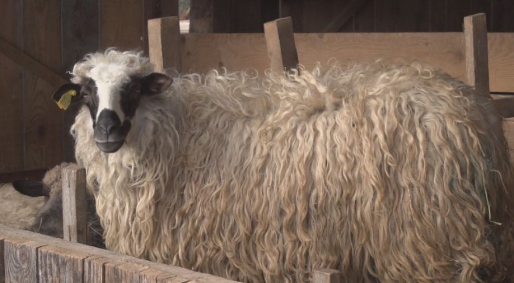 Tajna zarade u ovčjoj vuni (Printscreen Informer)