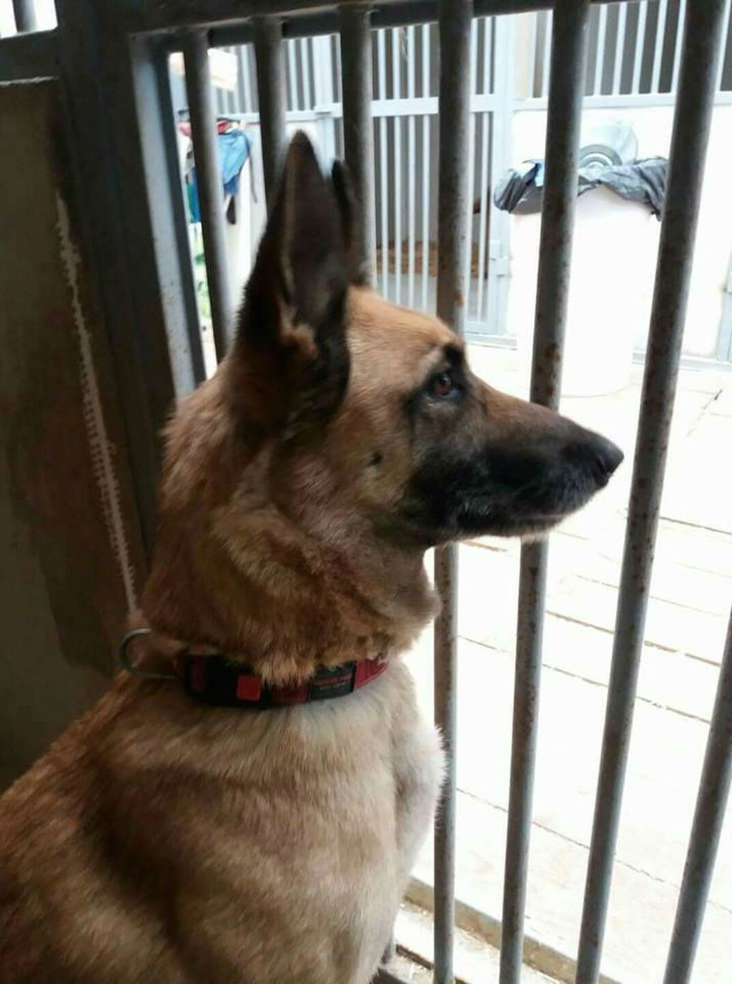 Dok čeka svoj novi dom, o šestogodišnjoj belgijskoj ovčarki Zumbi skrbi Udruga Indigo