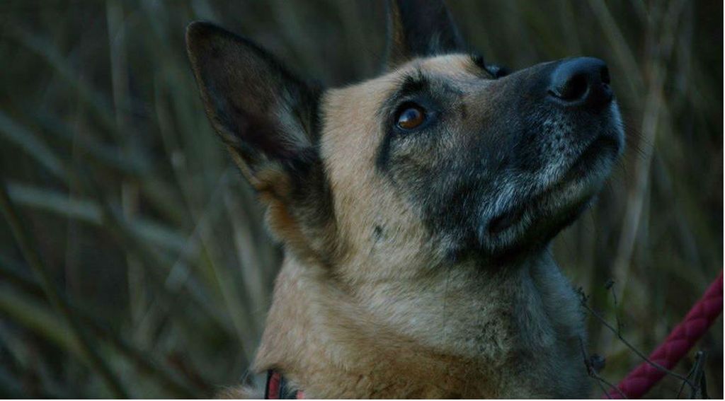 Belgijska ovčarka Zumba traži dom