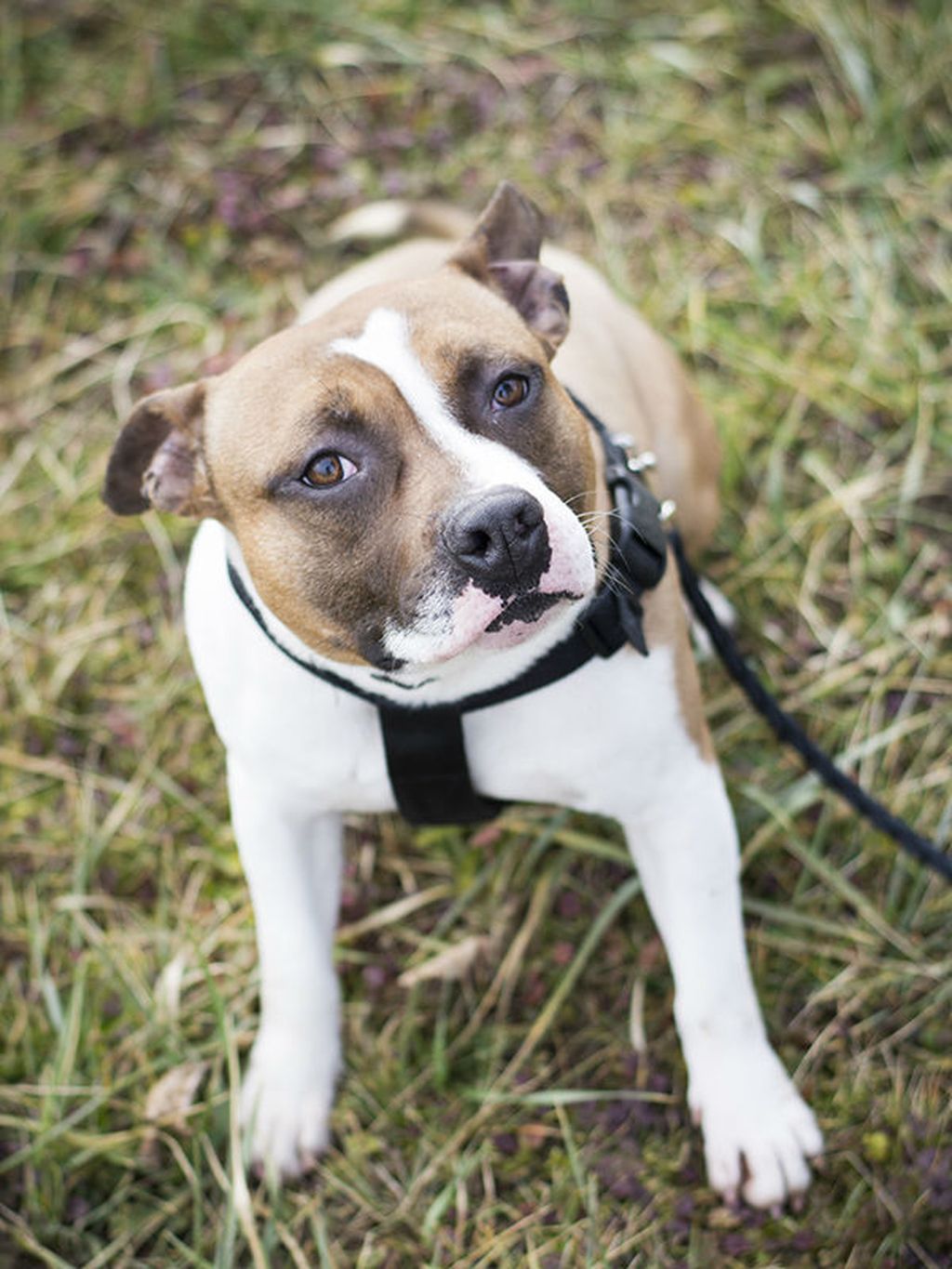 Mladi Badi u skloništu Dumovec čeka svoj novi dom - 5
