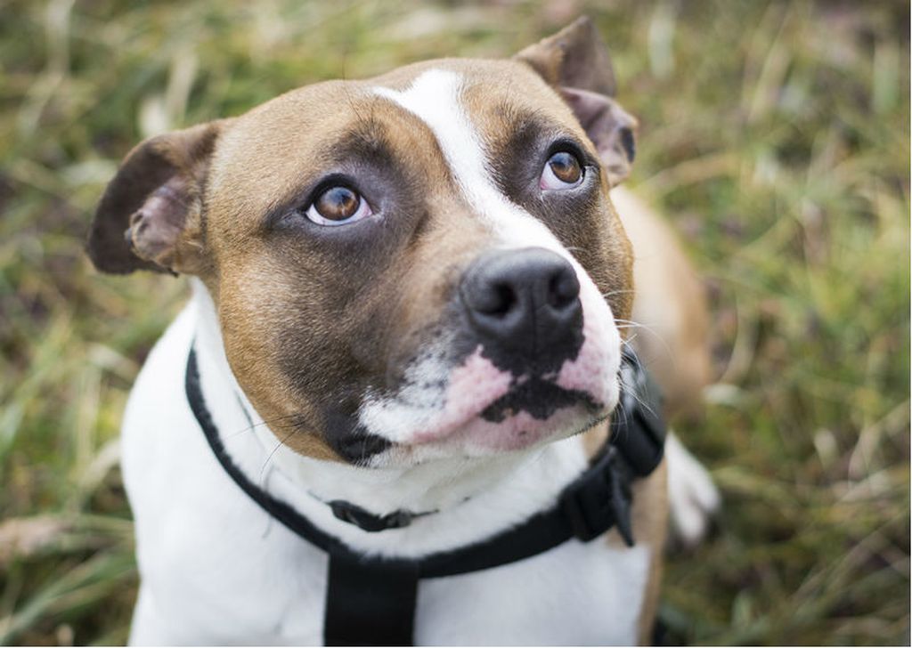 Mladi Badi u skloništu Dumovec čeka svoj novi dom - 8