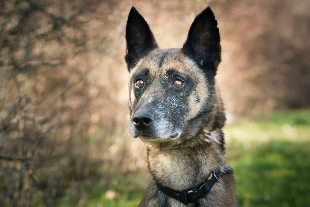 Belgijska ovčarka Alpha iz Dumovca treba pomoć - 2