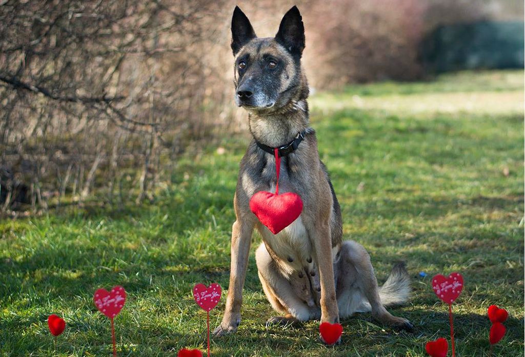 Belgijska ovčarka Alpha iz Dumovca treba pomoć - 4