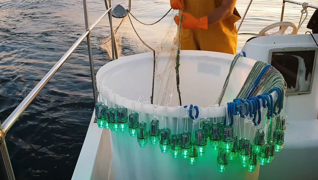 U Hrvatskoj je najveća opasnost zaplitanje u ribarske mreže i slučajni ulov u koče (Foto: Getty Images)