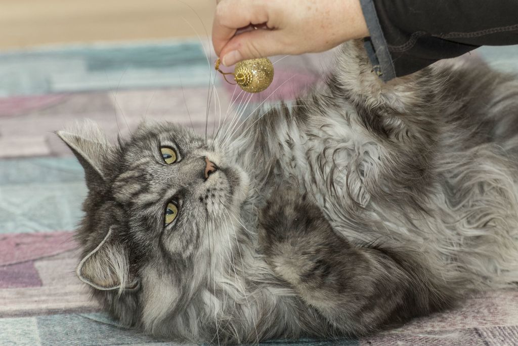 \'Maine coon\' najveća je pasmina mačke - 1