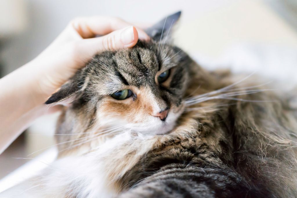 \'Maine coon\' najveća je pasmina mačke - 2