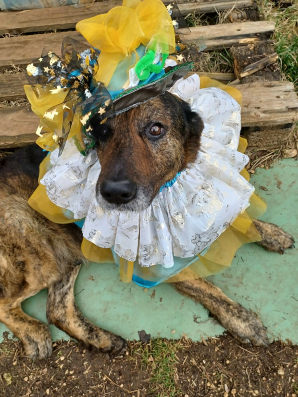 Medicinska sestra Mirjana Mitrović Gašparini iz Pule jedna je zaista posebna duša - 5