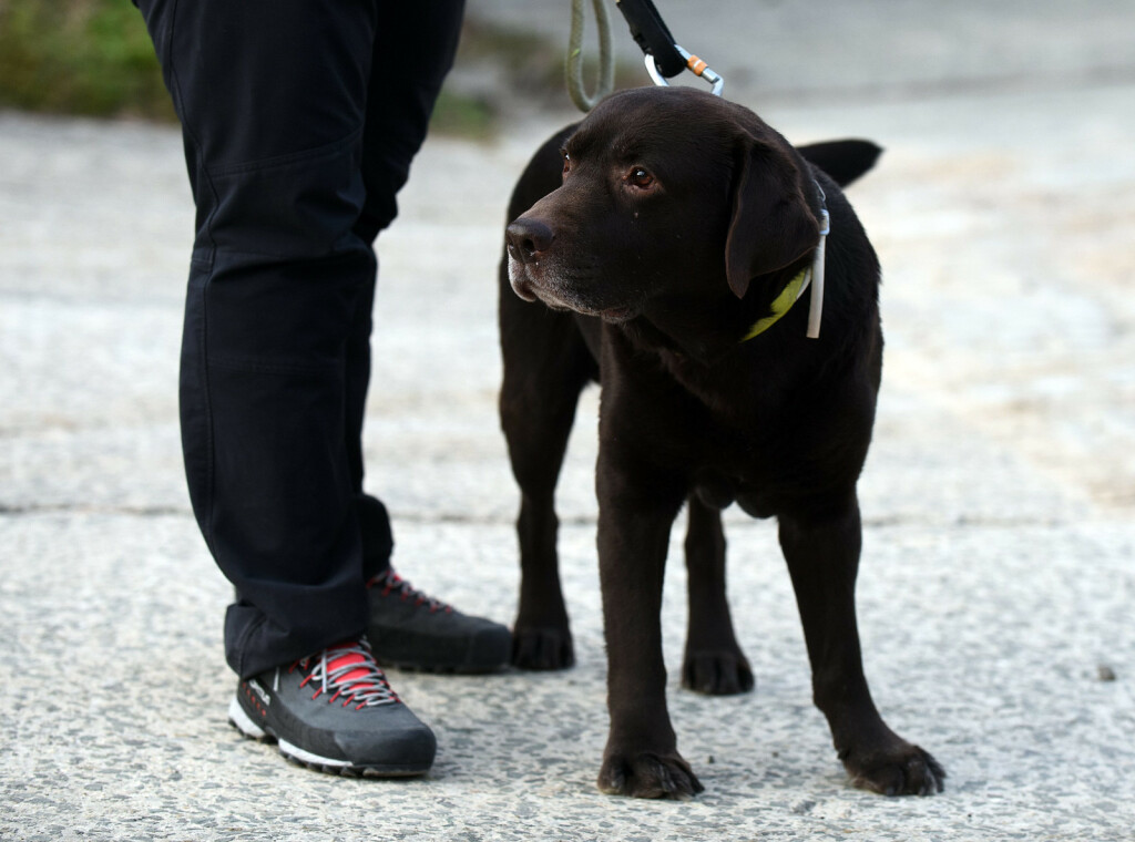 Devetogodišnji pas Gizmo i njegova trenerica Nika Markoč otišli su u potresom pogođeni turski grad Gaziantep - 2