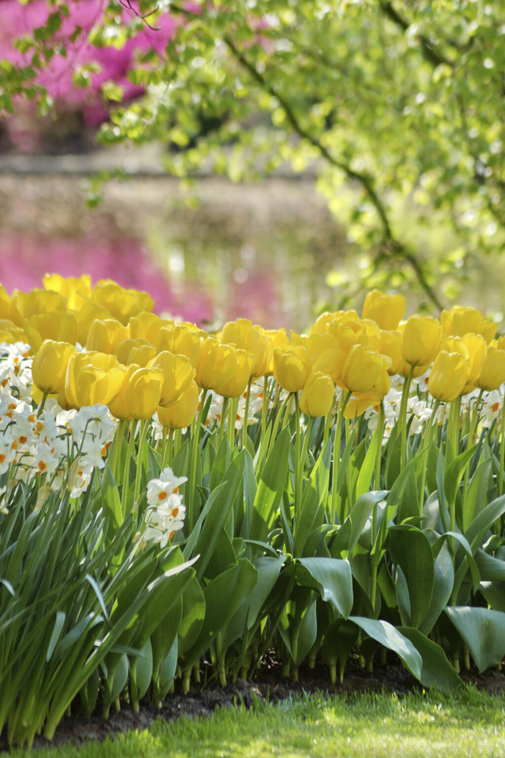 Vrtovi u kojima bi se ljubitelji tulipana osjećali kao u raju - 2