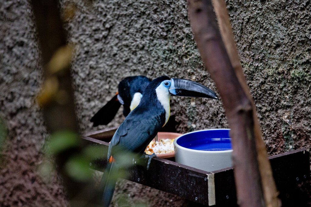 Tijekom školskih praznika u Zoološkom vrtu Grada Zagreba održava se Zoo avantura - 3