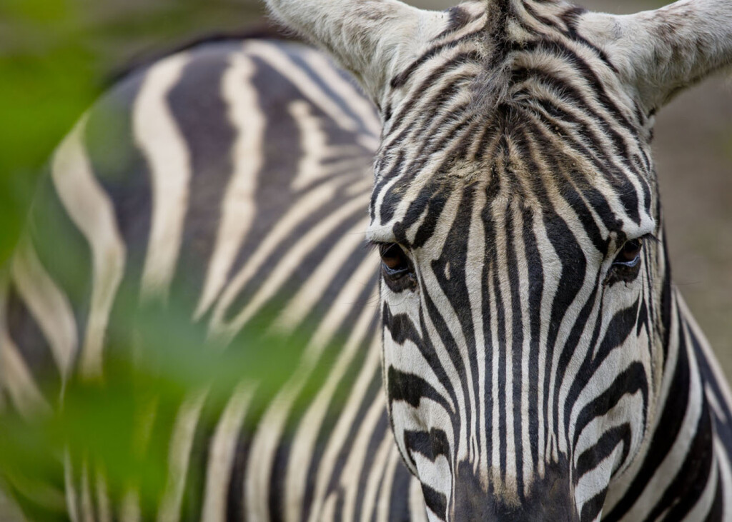 Tijekom školskih praznika u Zoološkom vrtu Grada Zagreba održava se Zoo avantura - 6