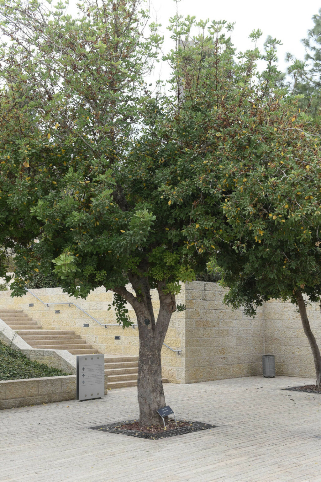 Drvo posađeno u čast Irene Sendler na ulazu u aveniju Pravednika među narodima ispred muzeja Yad Vashem u Jeruzalemu