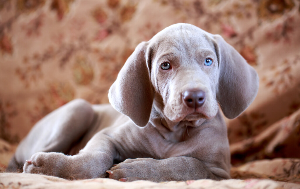 Štene vajmarskog ptičara