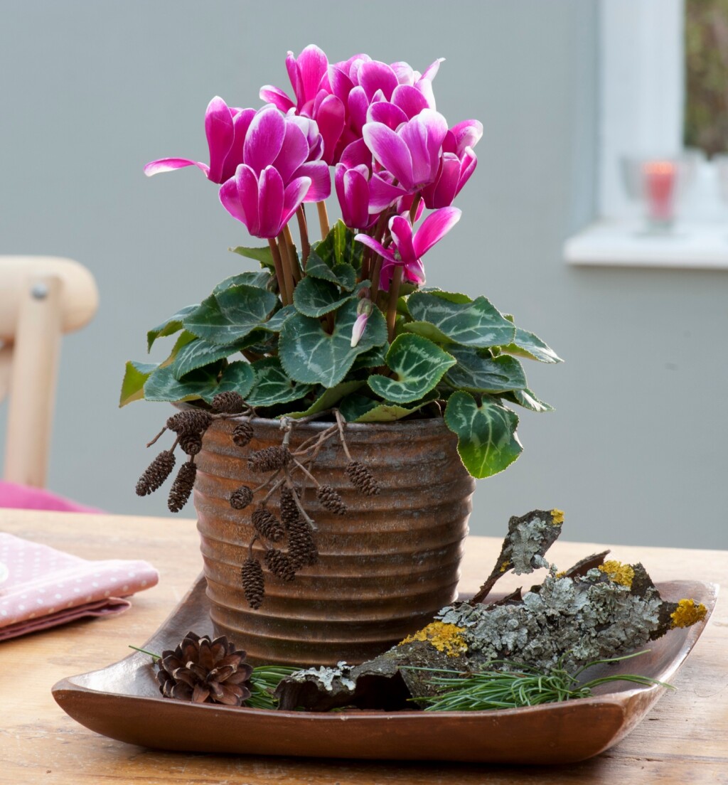 Ciklami baš i ne odgovara sunce