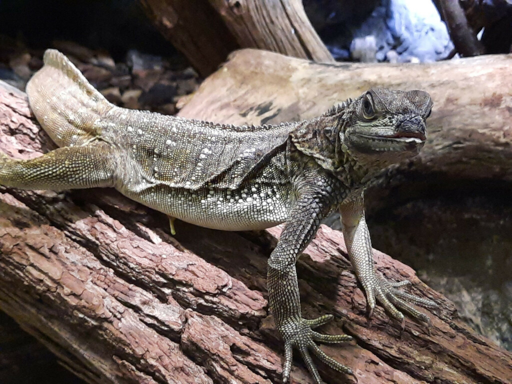 Tijekom drugog dijela zimskih školskih praznika održava se uzbudljiva Zoo avantura - 5