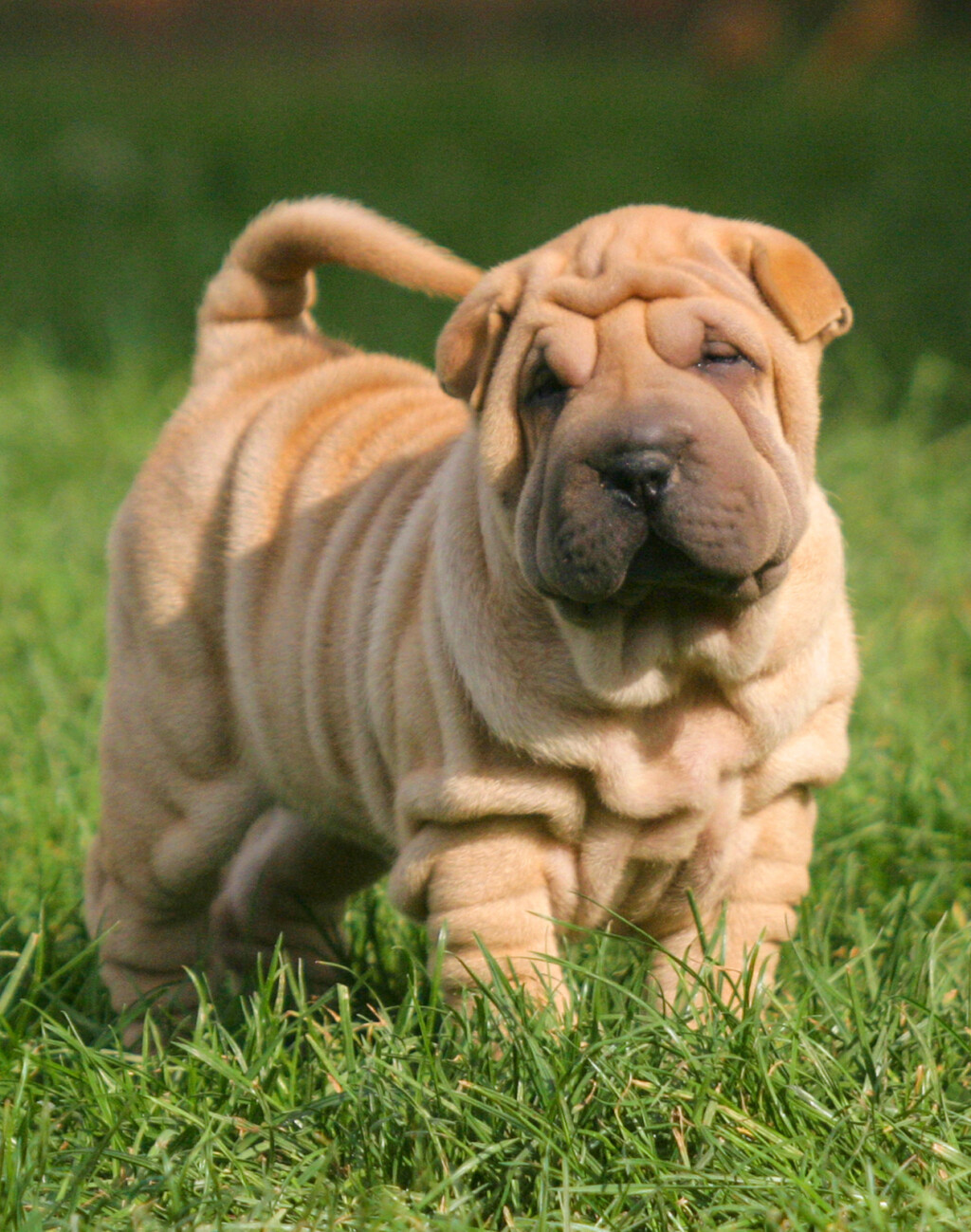 Shar pei