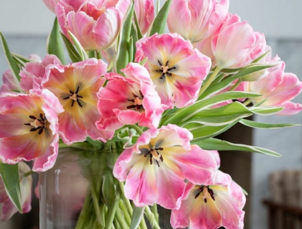 Rašireni tulipani izgledaju kao potpuno drugačije cvijeće