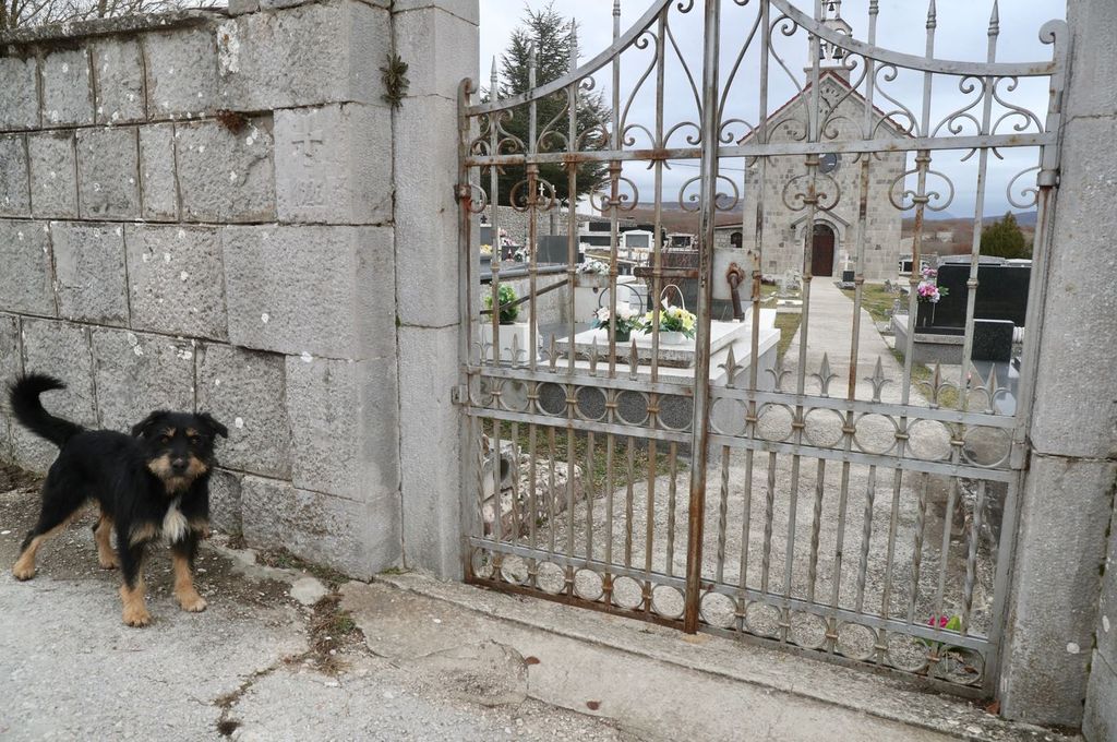 Pas Bruno i dalje čeka preminulog vlasnika na groblju - 2