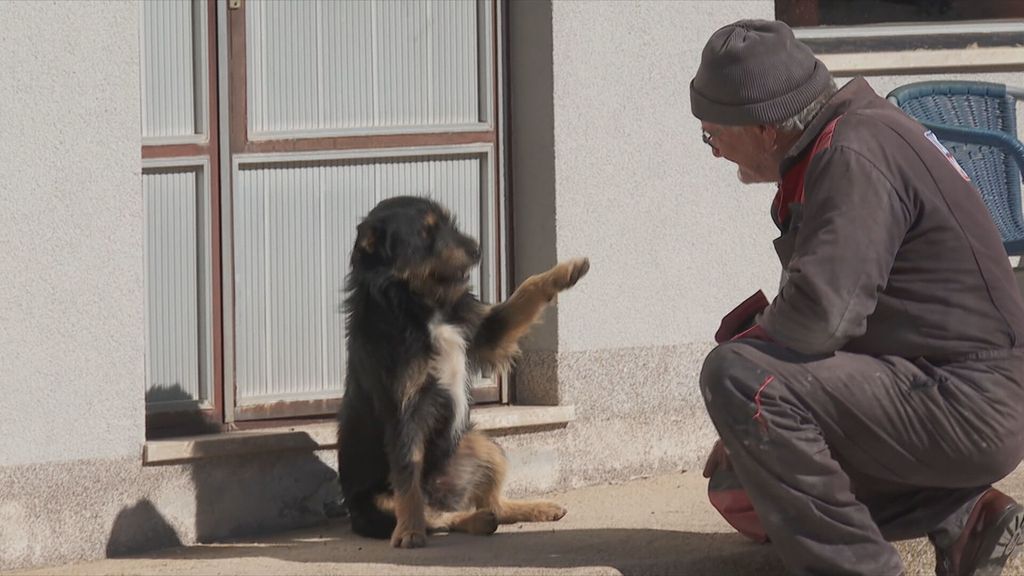 Bruno, Hachiko iz Tijarice - 6