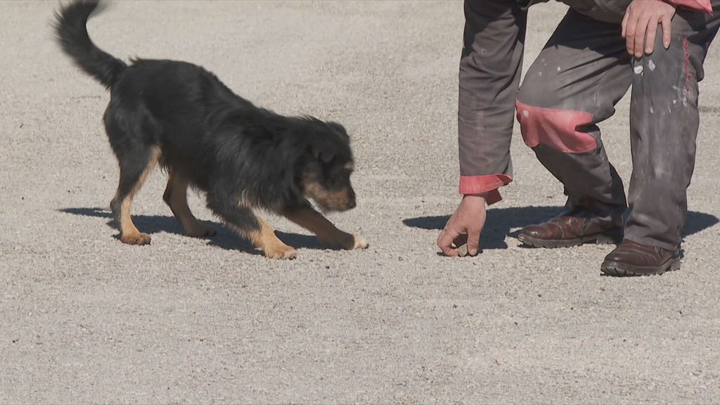 Bruno, Hachiko iz Tijarice - 6