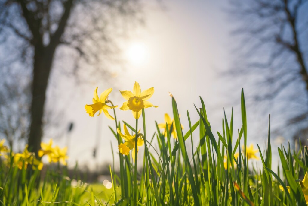 Narcis je nježan cvijet jači i od snijega