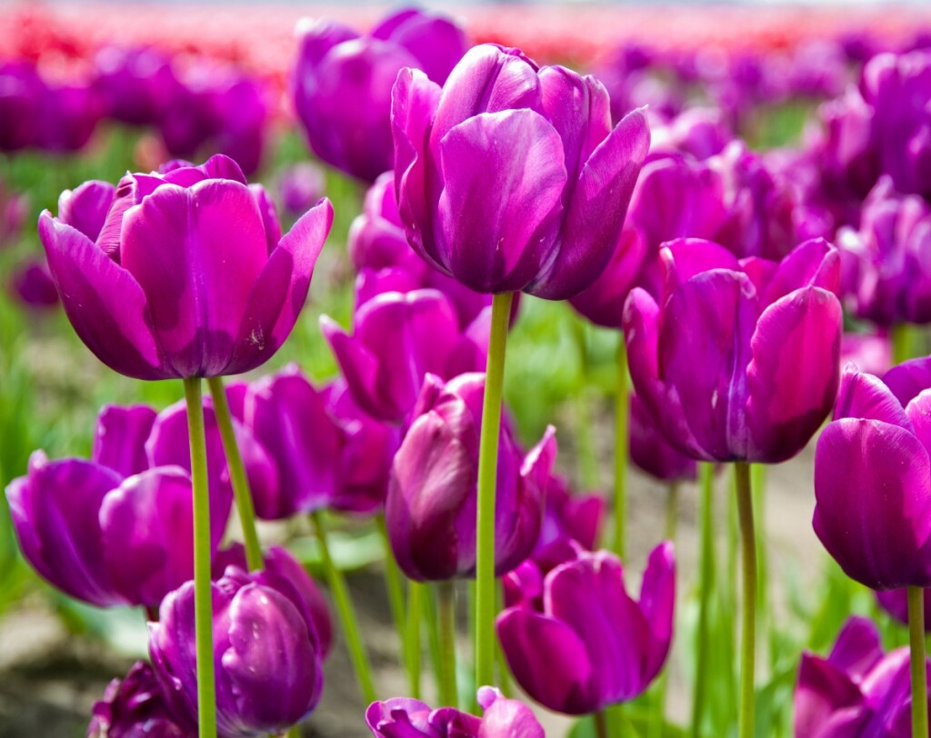 Ljubičasti tulipani