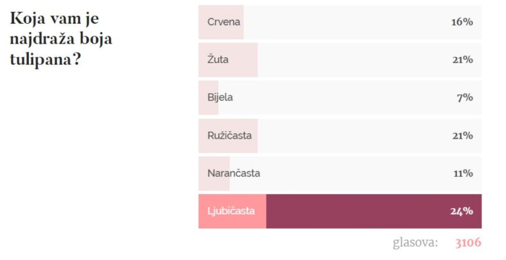 Ljubičasti tulipani vaš su favorit