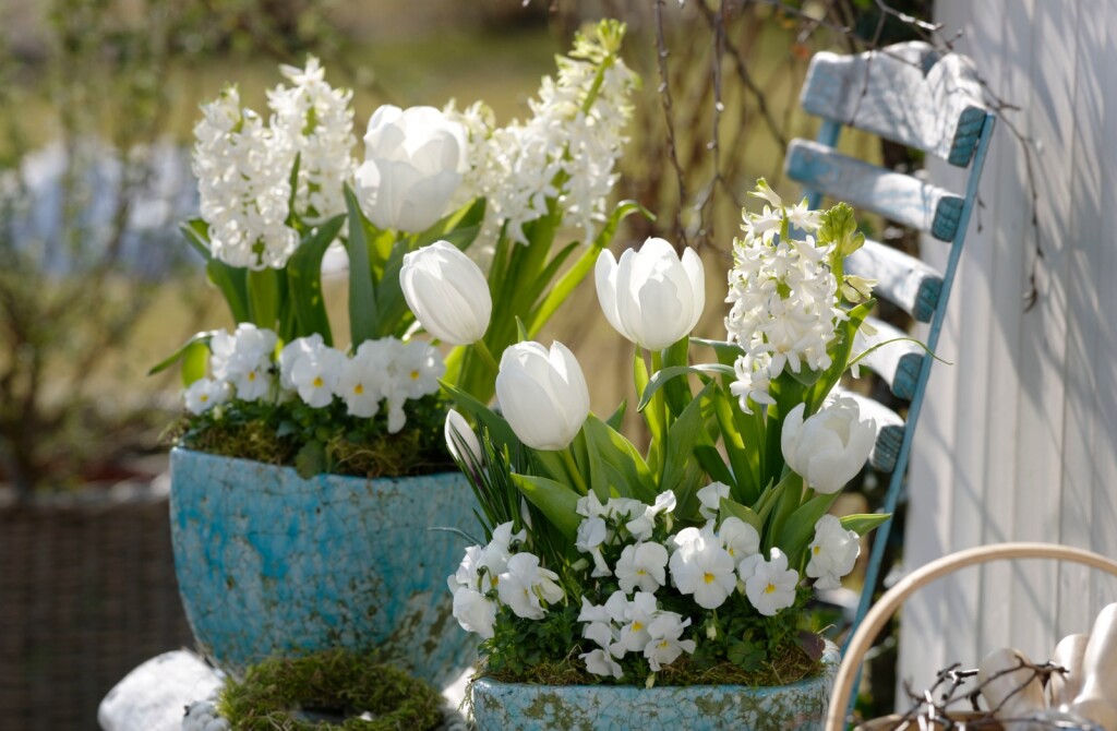 Bijelo cvijeće izgleda posebno elegantno