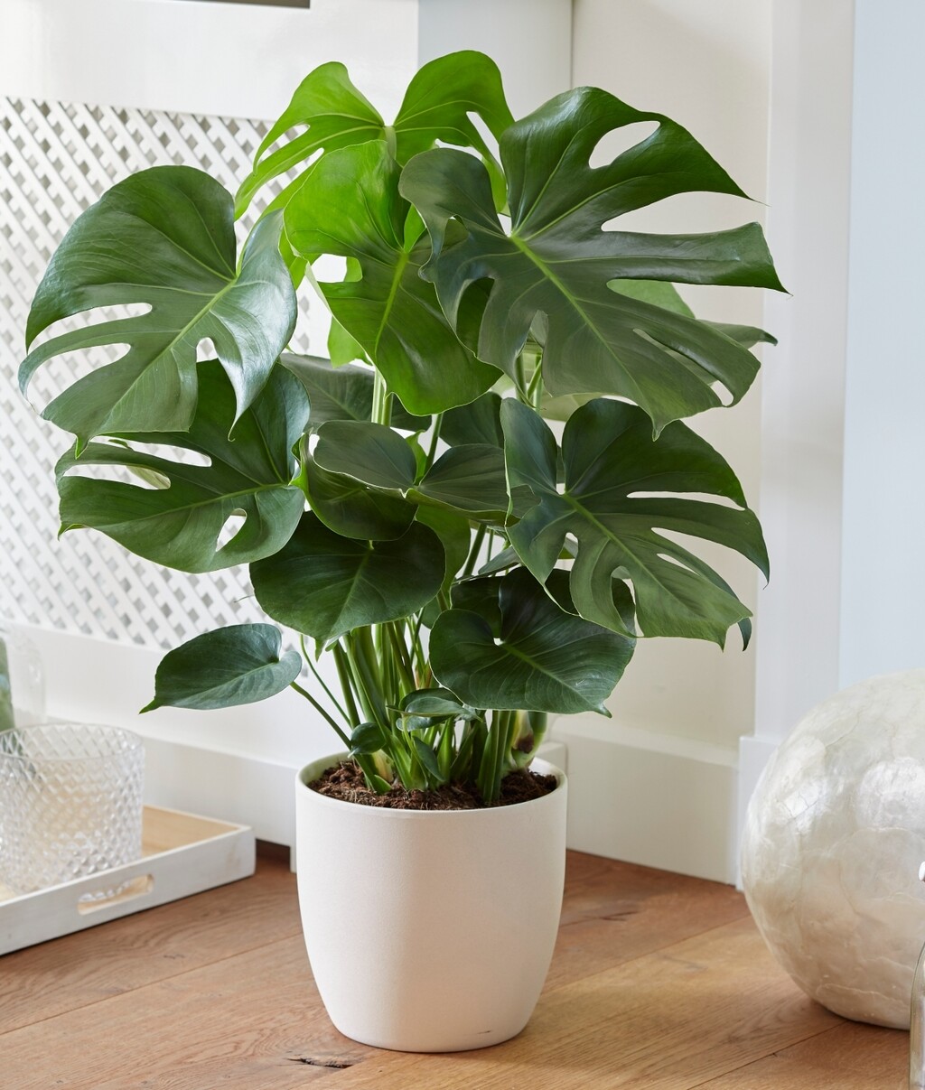 Monstera