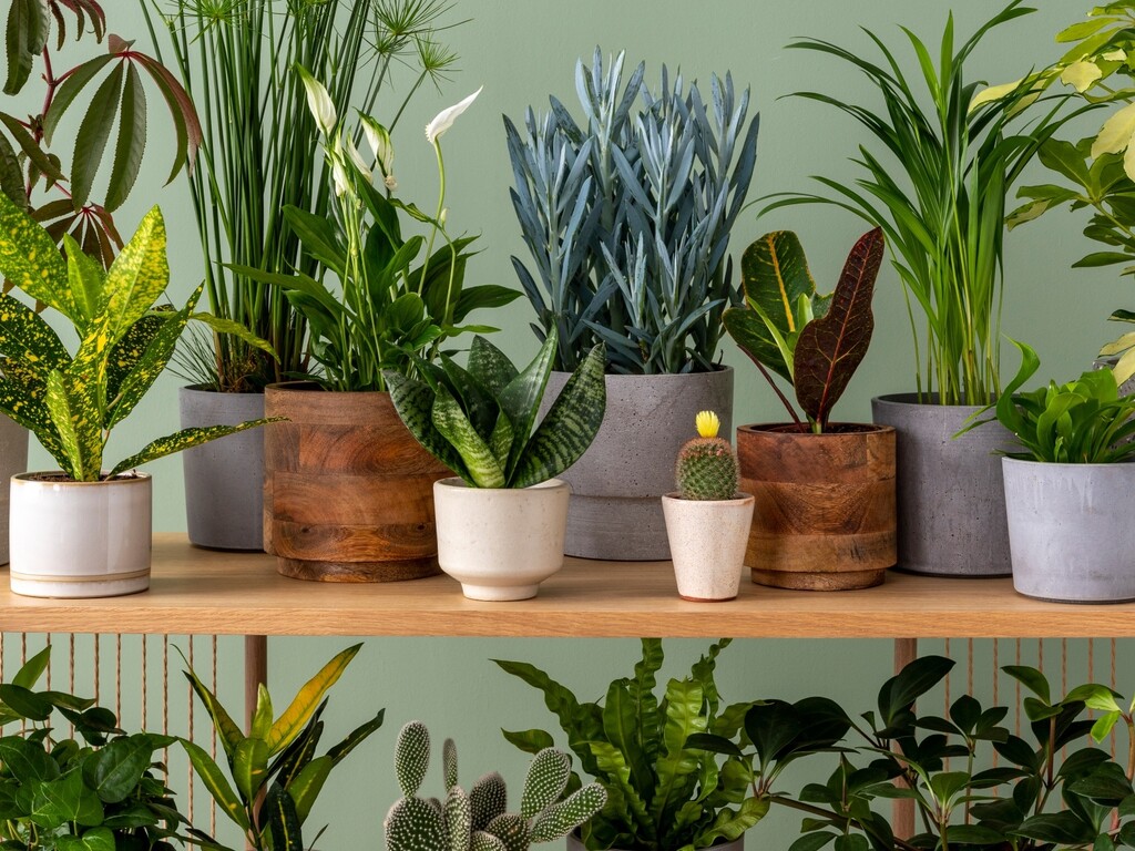 Neke će biljke brzo oživjeti vaš dom