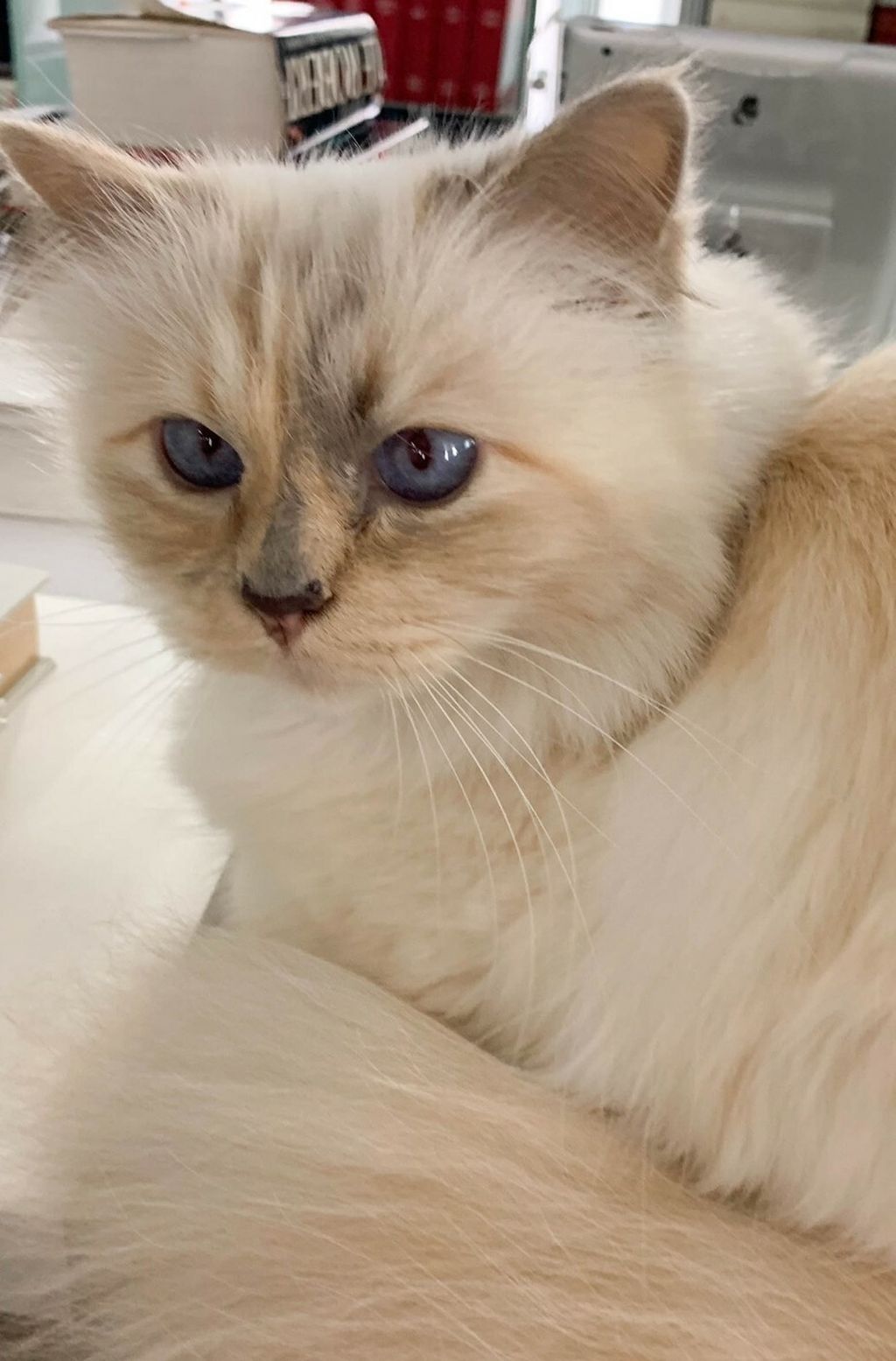 Karl Lagerfeld i Choupette - 1