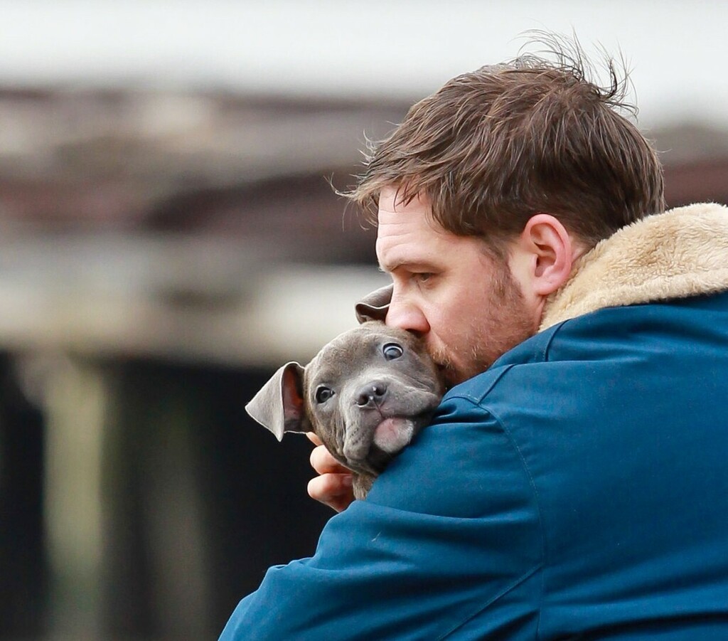 Tom Hardy zaljubio se u preslatkog pit bulla na setu filma The Drop