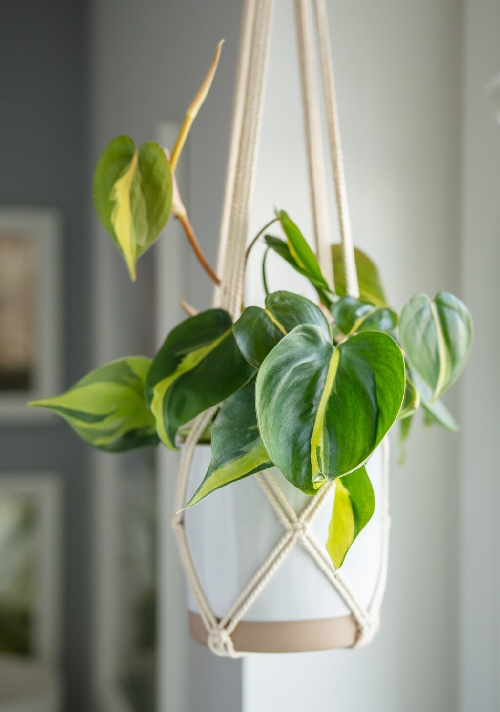 Biljke uspijevaju i uz minimalnu svjetlost