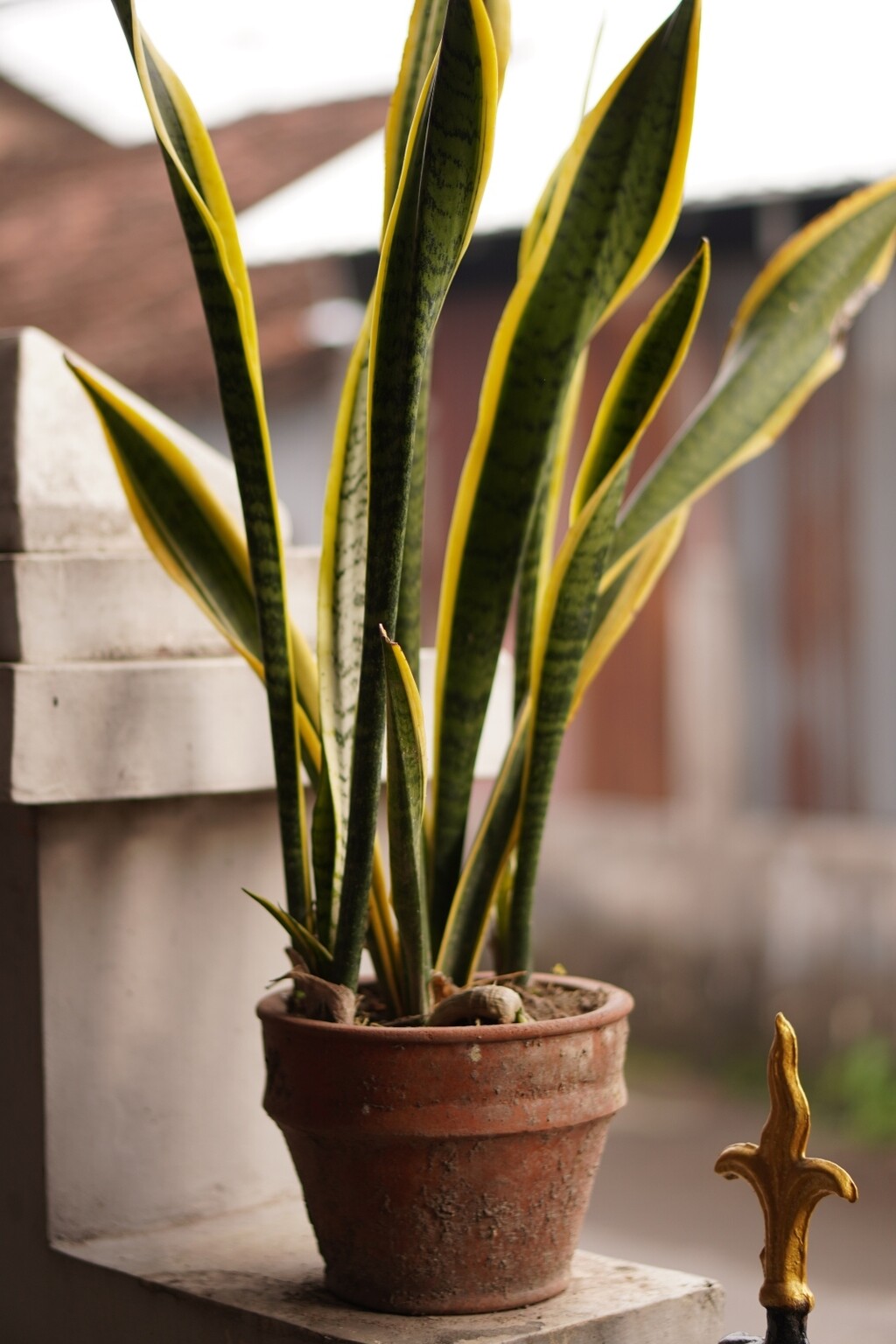 Biljke uspijevaju i uz minimalnu svjetlost