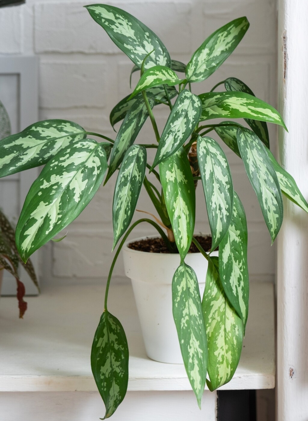 Biljke uspijevaju i uz minimalnu svjetlost