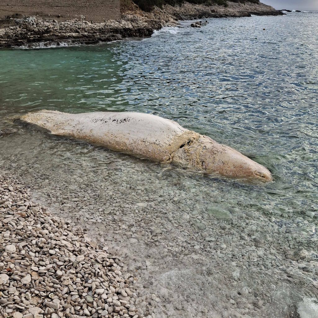 Mrtvi sisavac u uvali na Visu