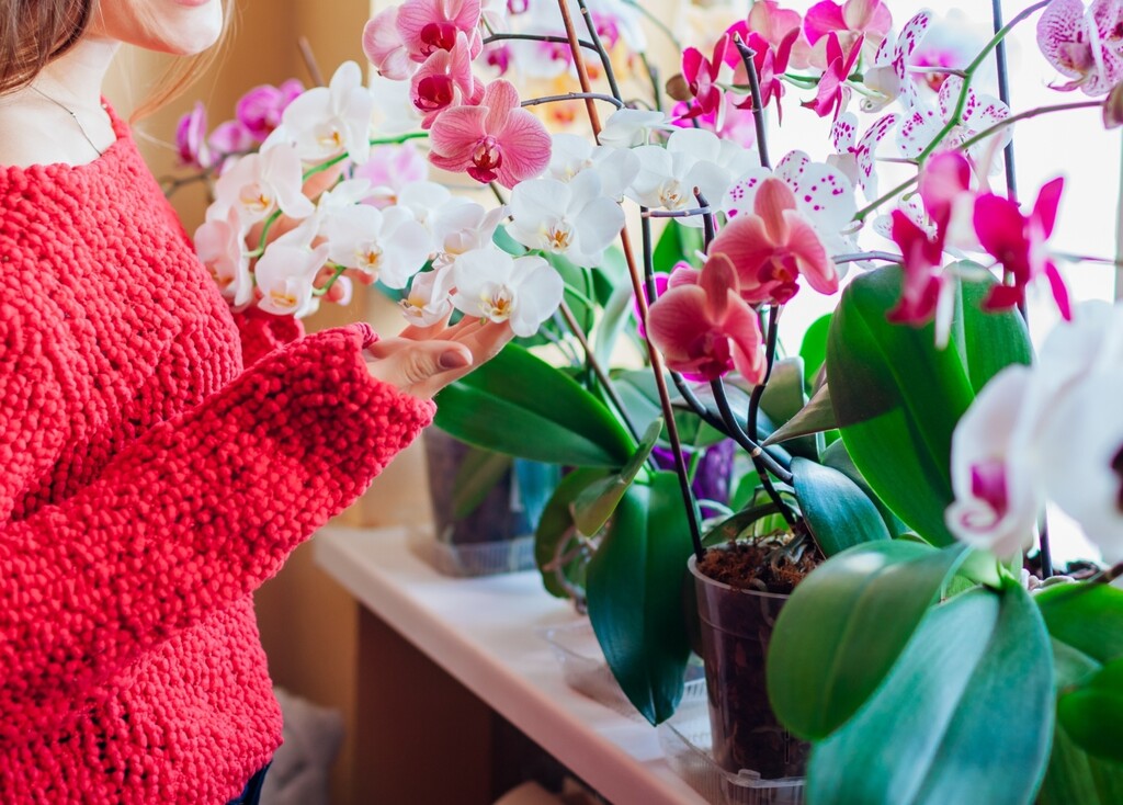 Orhideje