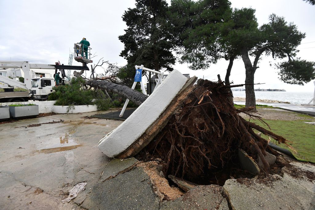 Bor se srušio na igralište - 4