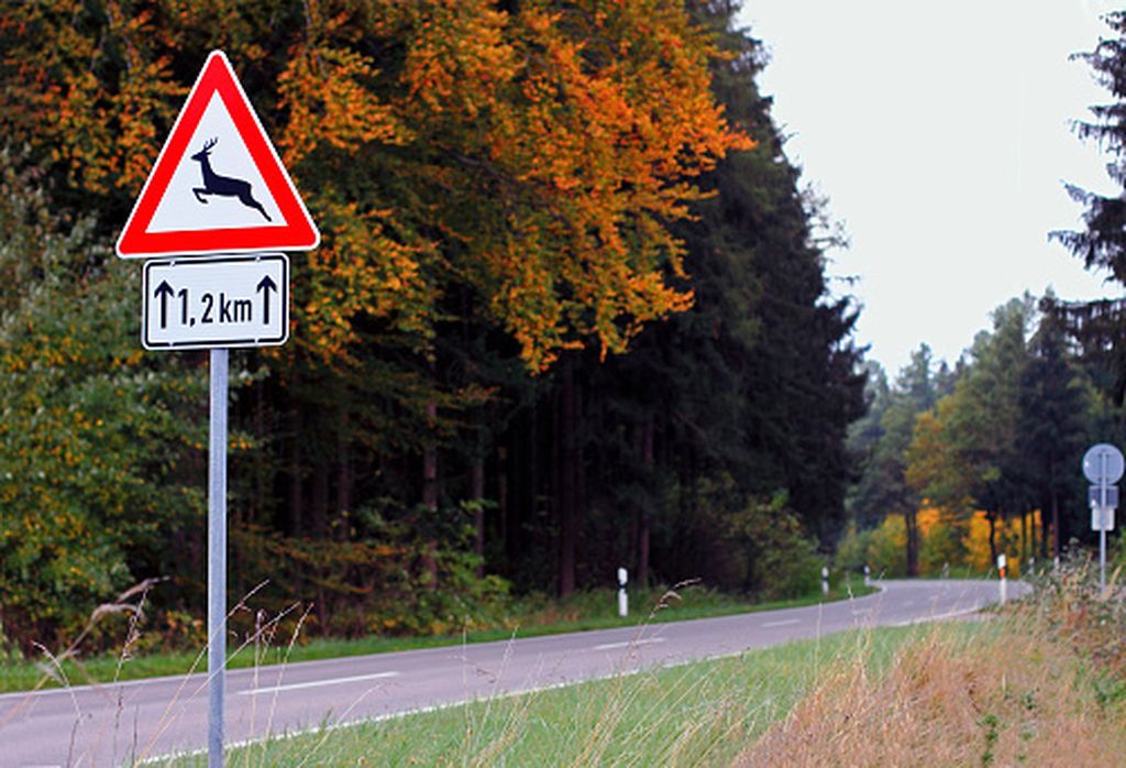 Nalet na divljač, ilustracija - 3