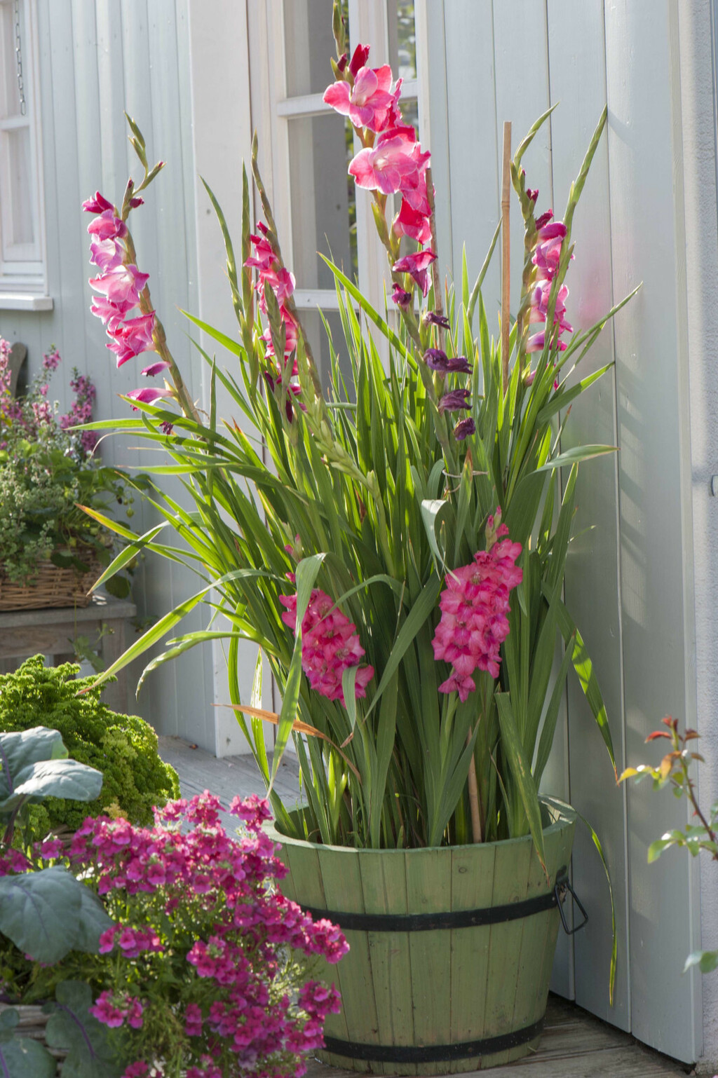 Iako gladiole najčešće viđamo u vrtovima i velikim cvjetnim gredicama, dobra vijest je da ih možete uzgojiti i u tegli - 3