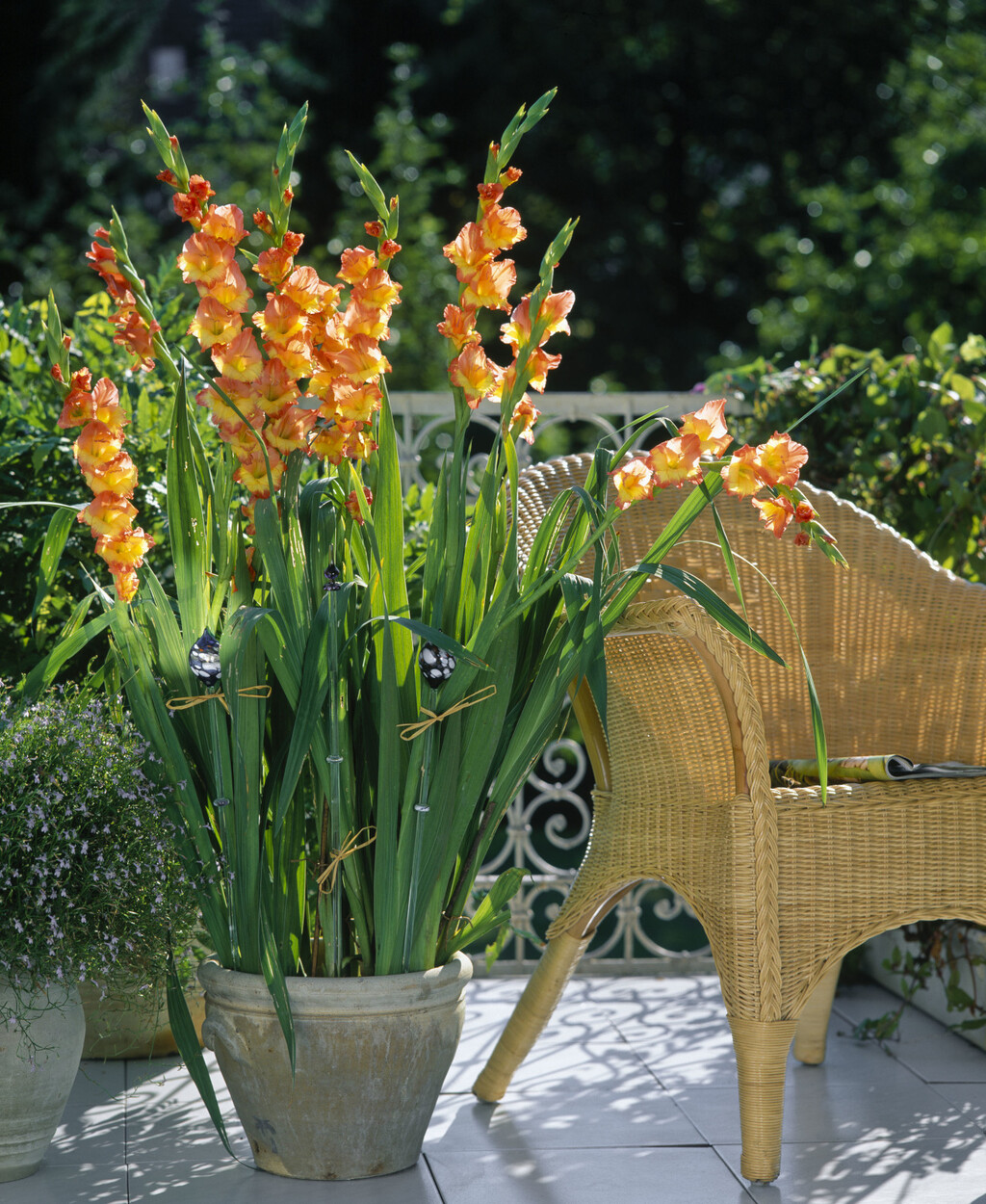 Iako gladiole najčešće viđamo u vrtovima i velikim cvjetnim gredicama, dobra vijest je da ih možete uzgojiti i u tegli - 4