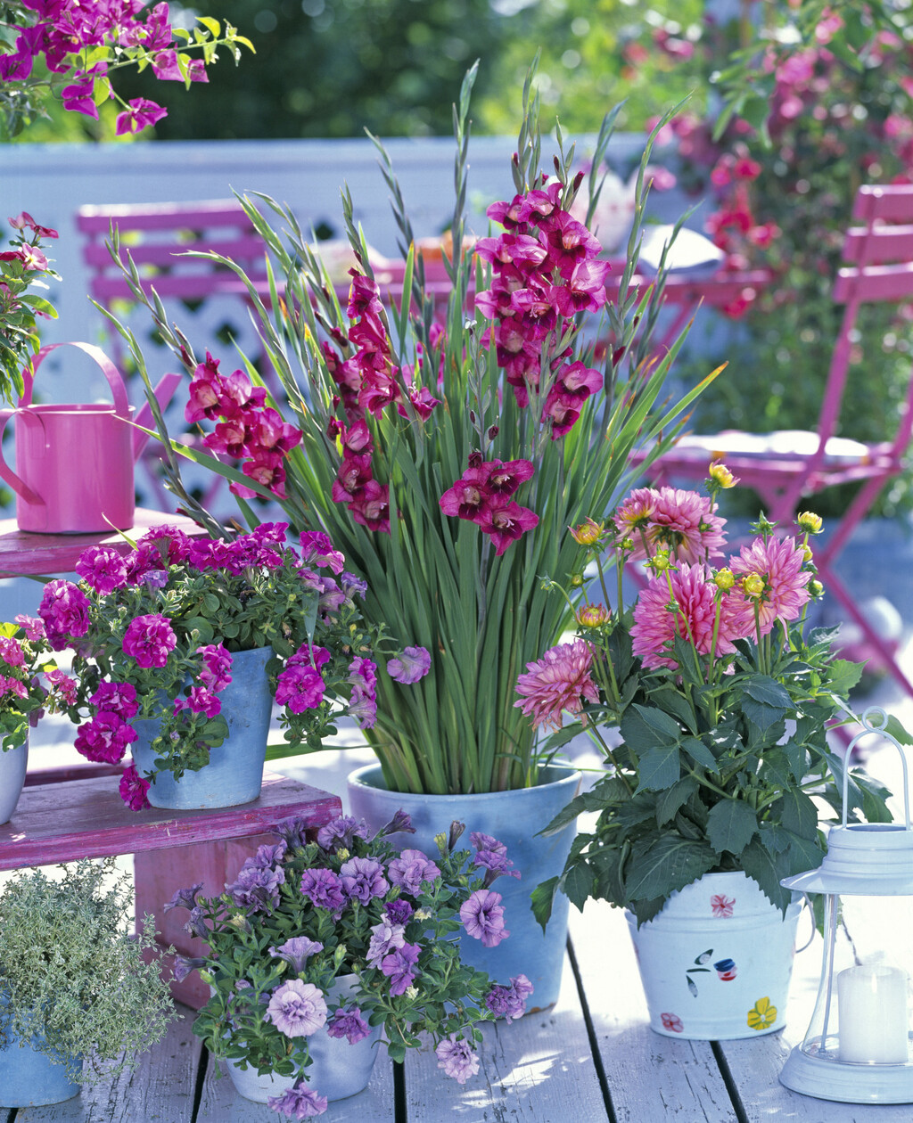 Iako gladiole najčešće viđamo u vrtovima i velikim cvjetnim gredicama, dobra vijest je da ih možete uzgojiti i u tegli - 5
