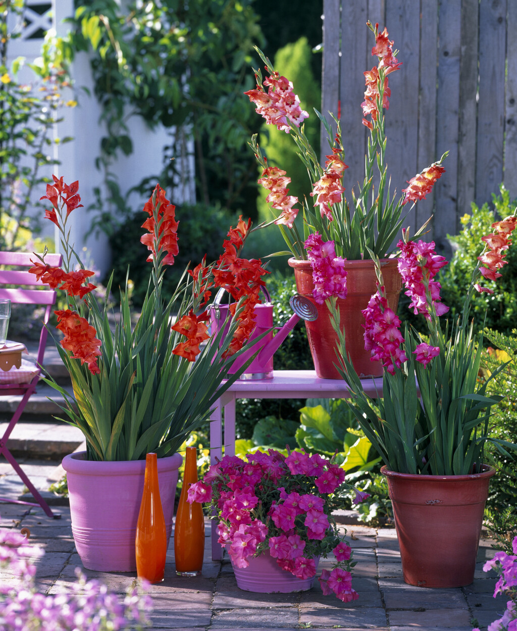 Iako gladiole najčešće viđamo u vrtovima i velikim cvjetnim gredicama, dobra vijest je da ih možete uzgojiti i u tegli - 6