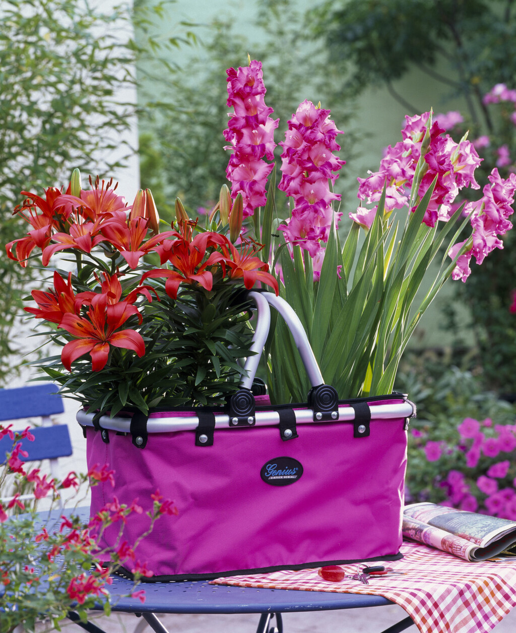 Iako gladiole najčešće viđamo u vrtovima i velikim cvjetnim gredicama, dobra vijest je da ih možete uzgojiti i u tegli - 8