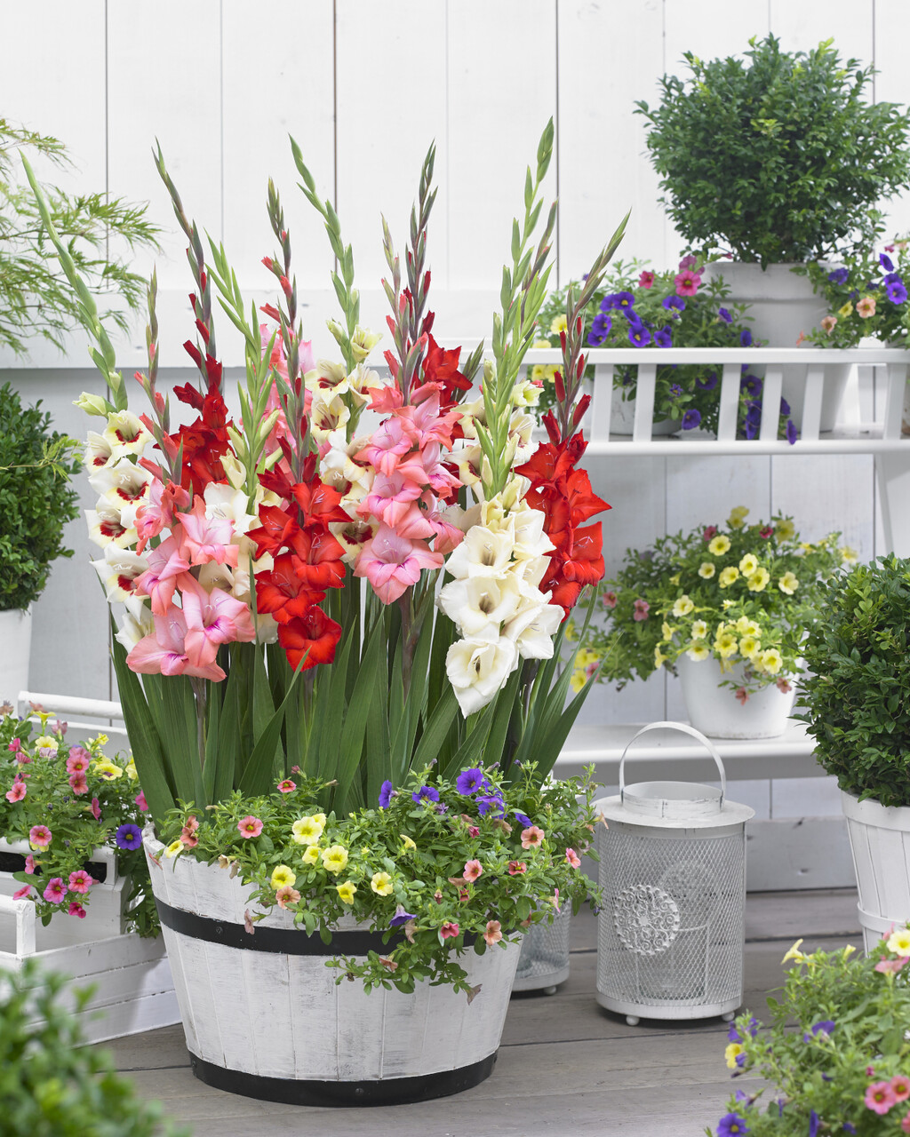 Iako gladiole najčešće viđamo u vrtovima i velikim cvjetnim gredicama, dobra vijest je da ih možete uzgojiti i u tegli - 9