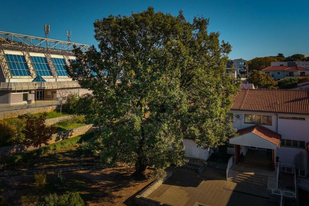 Kostrenski hrast - 2