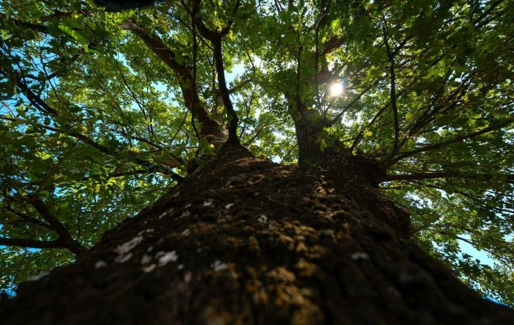 Kostrenski hrast - 2